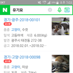 (방탈죄송)네이버에 유기묘 <b>검색</b>했더니