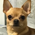 [강아지] 만수와 무강이