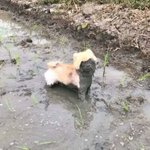 다이어트에 다만세 나야나 <b>추반</b>좀