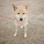 [큰멍멍이] 동네 빌라주차장 유기견 큰멍멍이의 마지막 이야기 입니다...