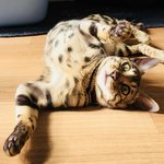 [고양이] 나는 로저, 직업은 고양이6