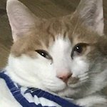 다이어트 방법 골라<b>쥬</b>랑