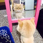 (88년생<b>부사장</b>)고양이가 거울을 봅니다.