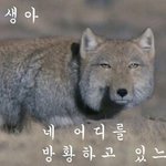 [드루와] 난 오늘도 <b>티벳</b>여우짤 모으러간다