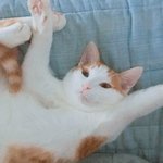 [고양이] <b>아미</b>랑 치치랑 20