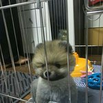 [또치재희동] 우리집 네마리 강아지들 4