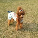 우리<b>복</b><b>돌</b>이죽인 수의사와 1차 재판날...!!!!(대구모동물병원)