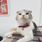 [고양이] [출근냥이] 집사야 놀아주라냥