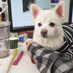 [강아지] [출근하는강아지]사무실점령한 댕댕이들