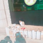 [EXO] 고양이 햇빛 쬐고 있다