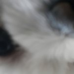 강아지의 <b>습격</b>을 받았다