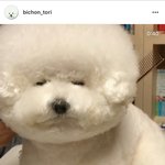 [EXO] 헠헠 <b>비숑</b> 너무 귀여워