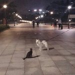 [드루와] 피부 까마면 애쉬<b>카키</b> 안어울려???