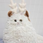 꺄앙 우리 쟈<b>낭</b>