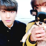 [드루와] 방탄 강아지랑 워너원 강아지랑