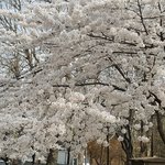 아직 2월인데 벌써 <b>라브</b>블러썸 나오네