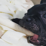 안녕하<b>새오</b> 님들~~~ 오늘 먹을 음식은 개껌입니다