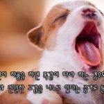강아지가 당신을 사랑하고 있다는 7가지 <b>증거</b>
