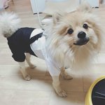 우리 댕댕이 <b>자랑</b> 왔어요~!