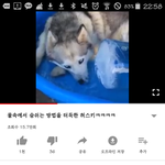 동물 안 좋아하는 애들은 ㄹㅇ복받은 거임