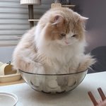 나 고양이 <b>덕질</b>함..