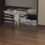 앗싸앗싸앗싸 설날 일주일<b>남음</b>