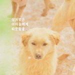 상처받은 유기동물들에게 따뜻함을