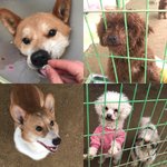 [꼭봐주세요] 내사랑<b>바둑</b>이, 300여마리가 지내는 유기견보호소 입니다