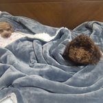야 우리집 댕댕이 추워서 이불 감싸<b>준거</b>ㅜㅜ