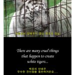 근친교배로 태어난 <b>수호</b>랑