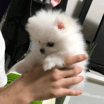 [강아지] 포메라니안 버터일기