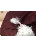 [꼭봐주세요] [원본지킴이] 유기견 이미지를 이용한 <b>분양</b>샵의 만행
