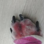 강아지 마취가 풀려가는데도 <b>뒷다리</b>살 오려내고 수술 감행한 의사