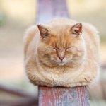 [드루와] 얘들아 소피<b>루비</b> 새로운곡 나옴