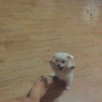 [조언부탁해] 왜 강아지 사람음식주면<b>안</b>돼?