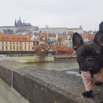 강아지와 유럽 여행 (<b>동유럽</b>)