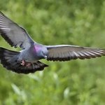 [엑톡걸즈] 둘기1<b>호언</b>냐봤냐?ㅜㅜ