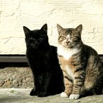어늘 고양이 데리러감다