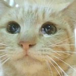 [꼭봐주세요] 보호소 아이들 안락사 <b>반대청원</b> 서명 부탁드립니다