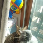 [고양이] 771일째 육아육묘