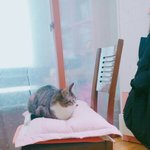 배<b>개위</b>에 고양이 심쿵ㅜㅜ