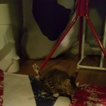 우리집 똥<b>고냥</b>이&amp;뚱냥이 고니