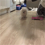 [강아지] 포메라니안 <b>버터</b>일기 2