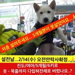 [제발봐줘] 아기강아지 주인 찾아요,<b>입양</b>가능