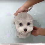 강아지 <b>종류</b>좀 알려주세요!!!