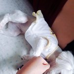 [조언부탁] 강아지사회성때문에그런데
