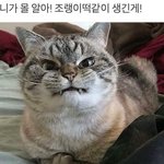 [어그<b>로아님</b>] ㅁㅊ이거봐봐 개귀엽지않냐ㅠㅠㅠㅠ