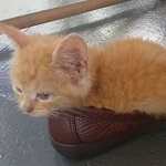 <b>미니멀라이프</b>가 최고라는 냥이