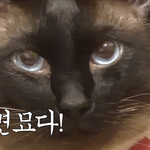라면 좀 골라줘