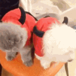 [드루와] 강다니엘도 별로네